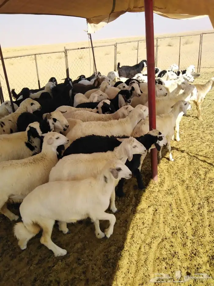 بهم حري للبيع اعمارهن من 7 إلى 8 شهور 0