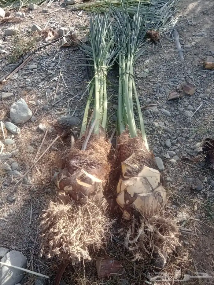 صني عجوه فاخره 50   شي احسن من الممتاز تعال اختار 0