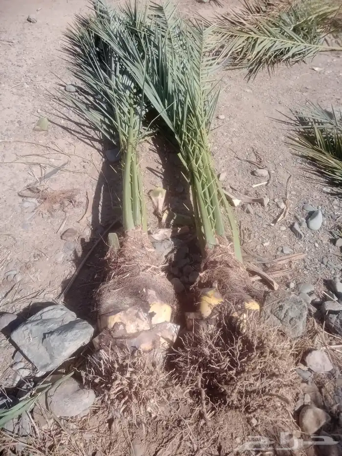 صني عجوه فاخره 50   شي احسن من الممتاز تعال اختار 1