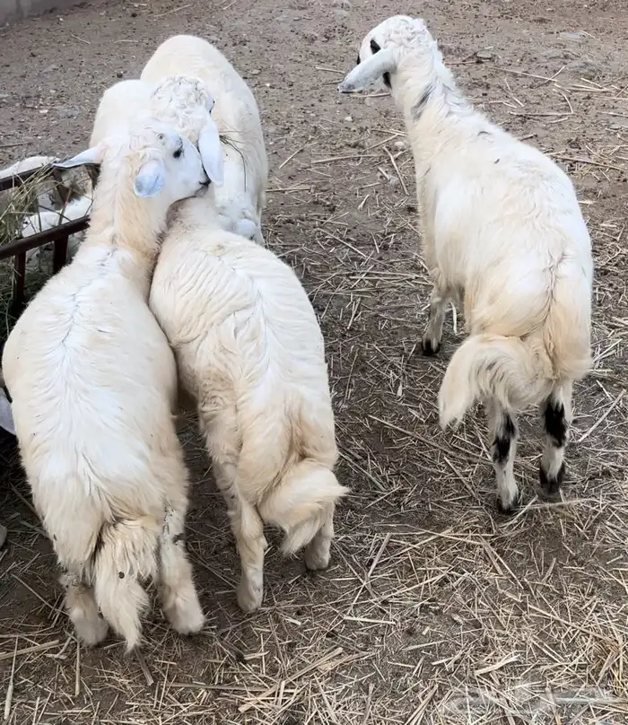 خرفان جذعان 12