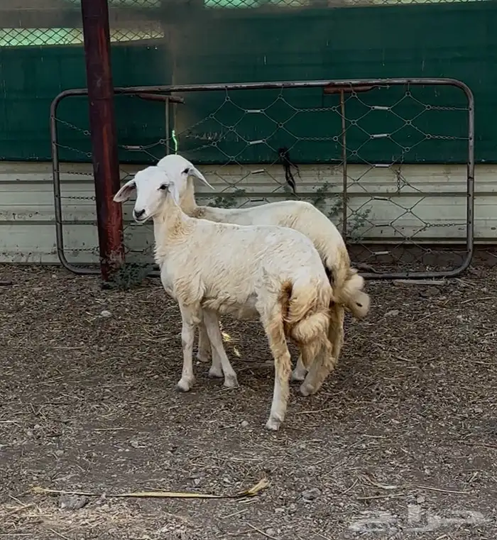 رخال حريات ذبايح 0