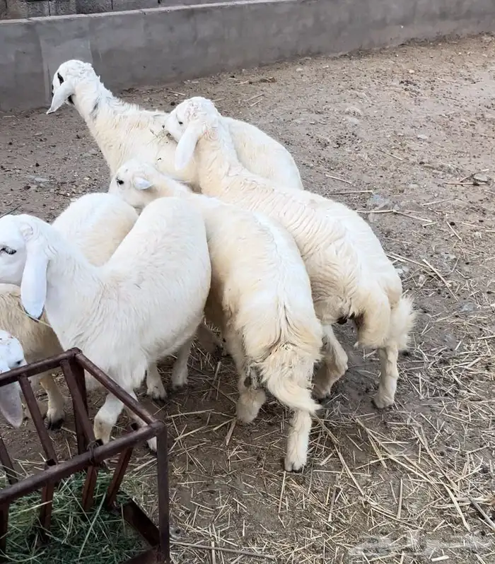 خرفان جذعان 13