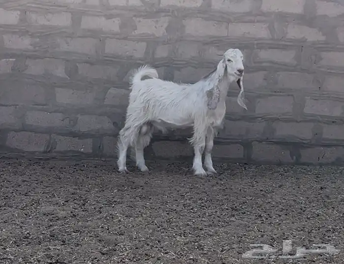 مشروع فحل عارضي كفو 2