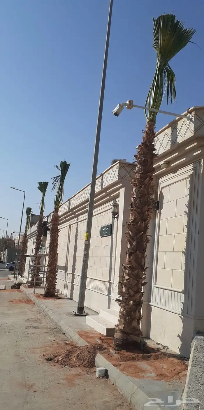 توريد وزراعة النخل الواشنطونيا ونخل العربي فسايل وتركيب شبوك 1