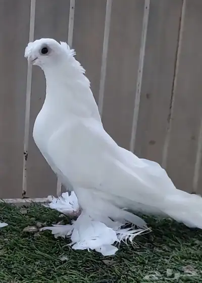 أوزبك ( تم البيع ) index