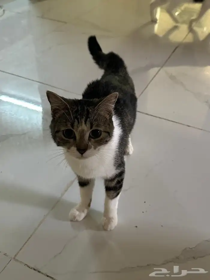 قطط للتبني جده 6