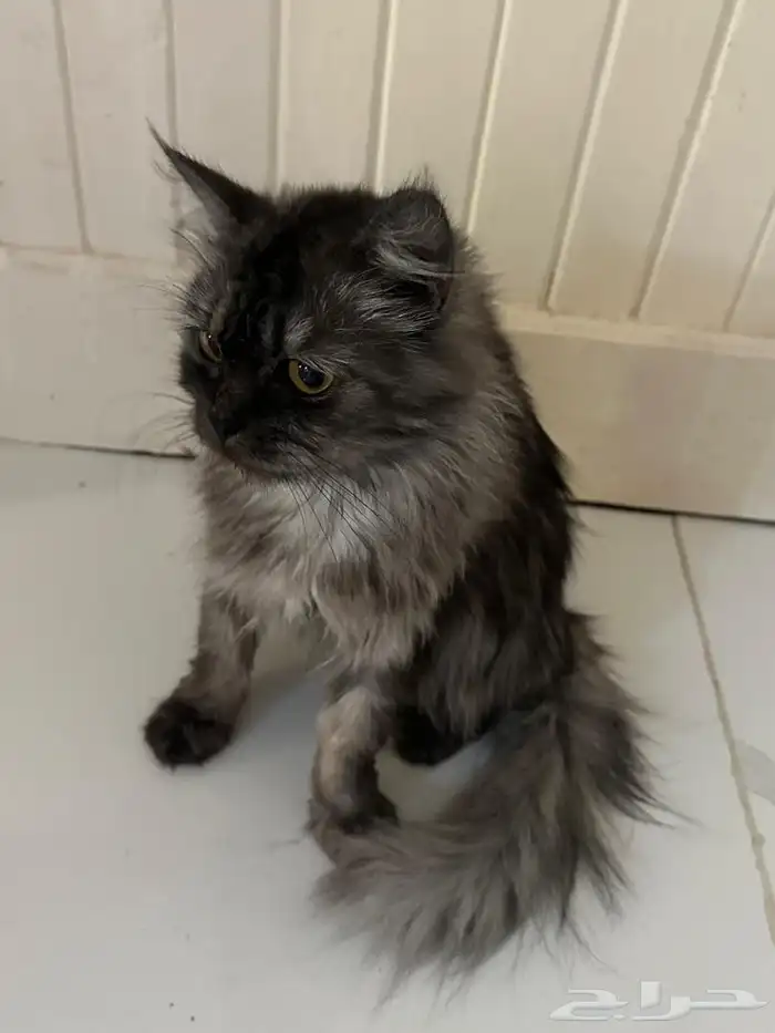 قطط للتبني جده 5