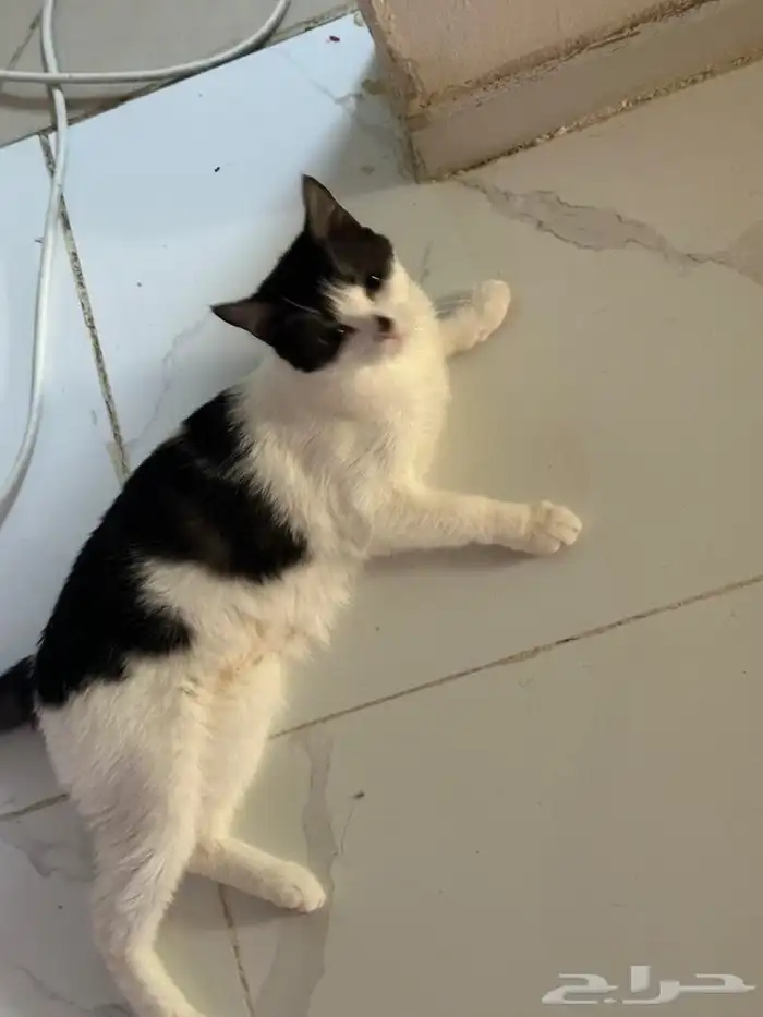 قطط للتبني جده 3