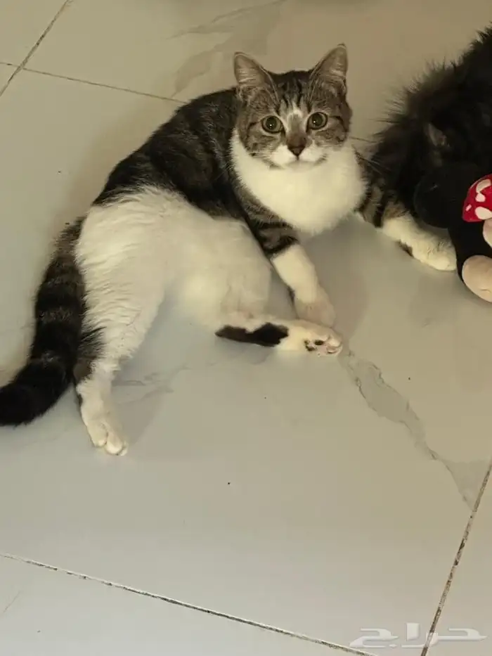 قطط للتبني جده 0