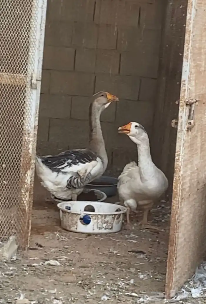 وز روسي اصير ولون نادر العمر 9 اشهر 7