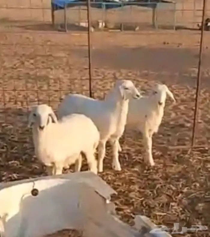 رخال 1