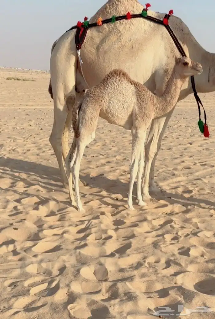 خلفه تحتها بكره على ولد سياف الامير للبيع هجن 1