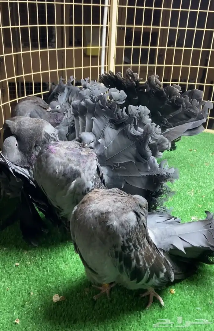 مجموعة فانتيل 5