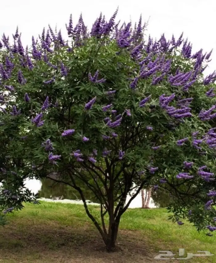 ثيل جميع النواع الثيل وحميع النواع الاشجار 2