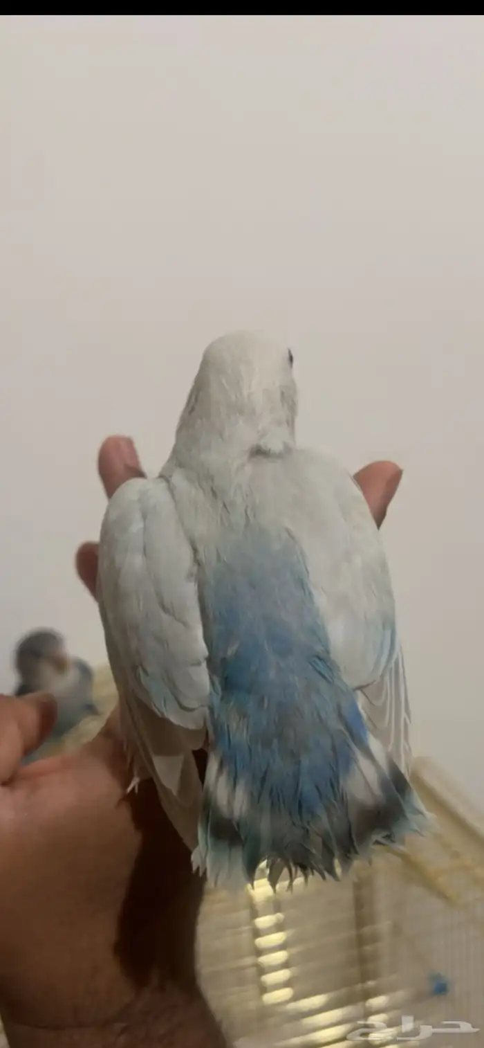 روزات اليفات وهدد والوان جميله فايلوت وبال فالو 3