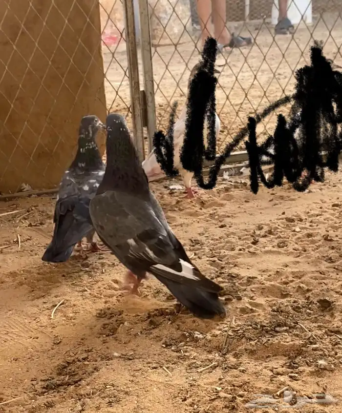حمام بكستاني دم نضيف بسعر طيب 2