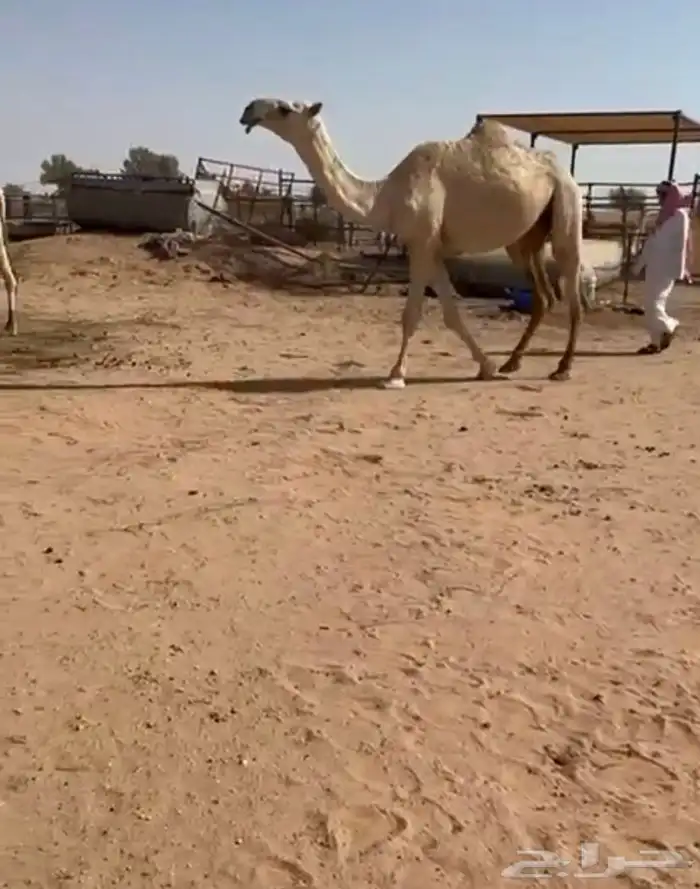 البكره الجذعه الكفووو 0