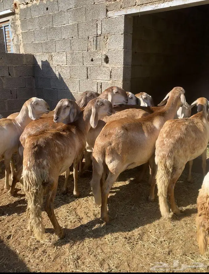 سواكن جنب قرايب صنف ثنايا ورباعيات واحده سدس 0