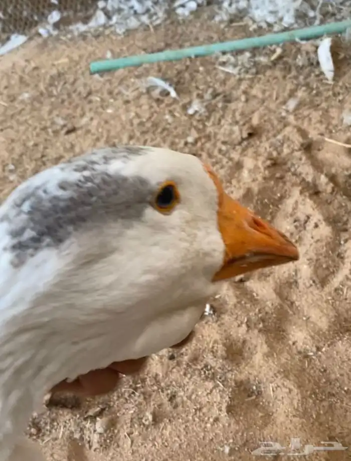 وز روسي اصير ولون نادر العمر 9 اشهر 4