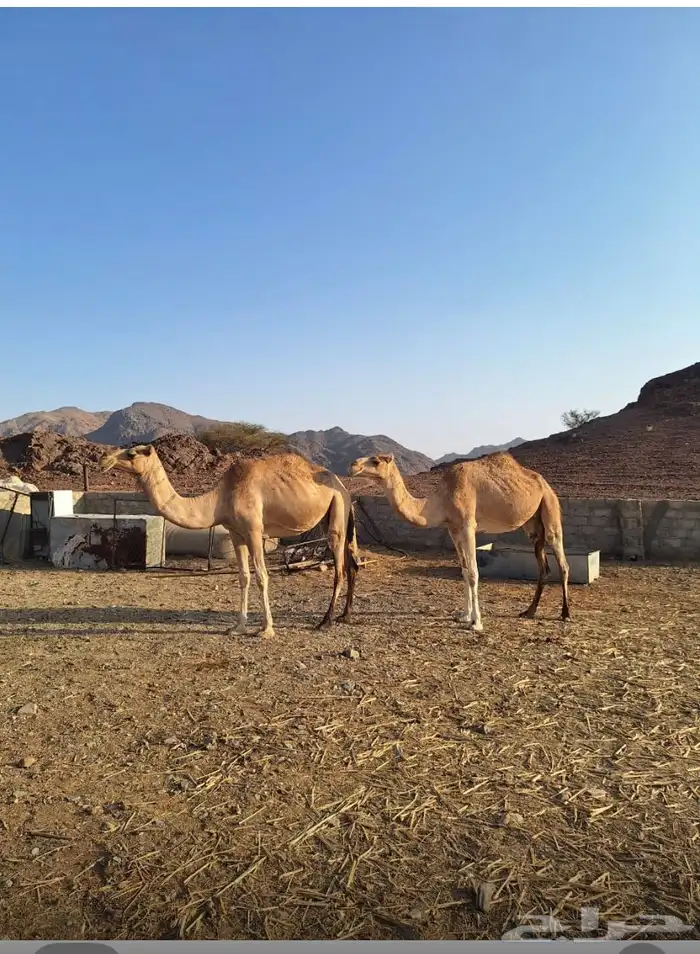 نياق لقايح 0