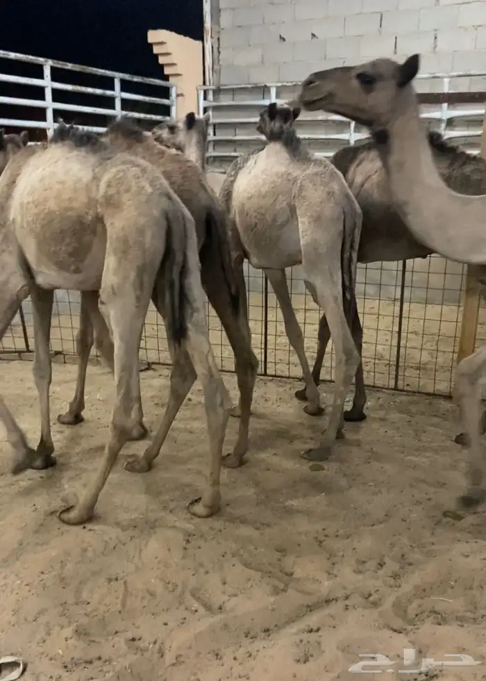 قعدان سواكن 0