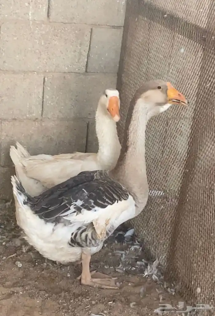 وز روسي اصير ولون نادر العمر 9 اشهر 2