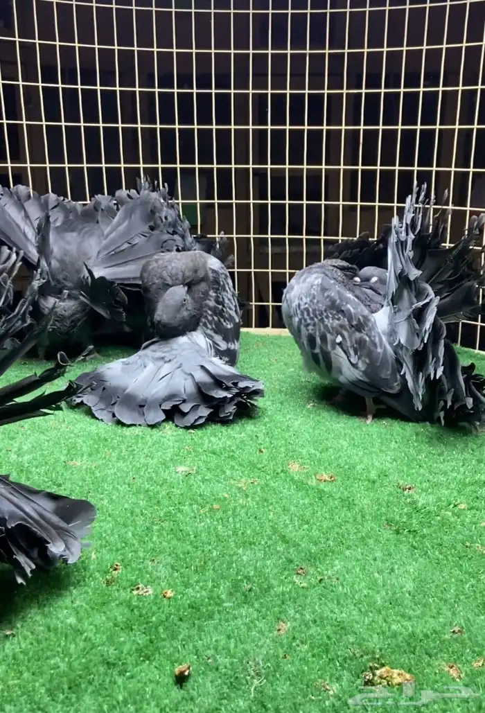 مجموعة فانتيل 2