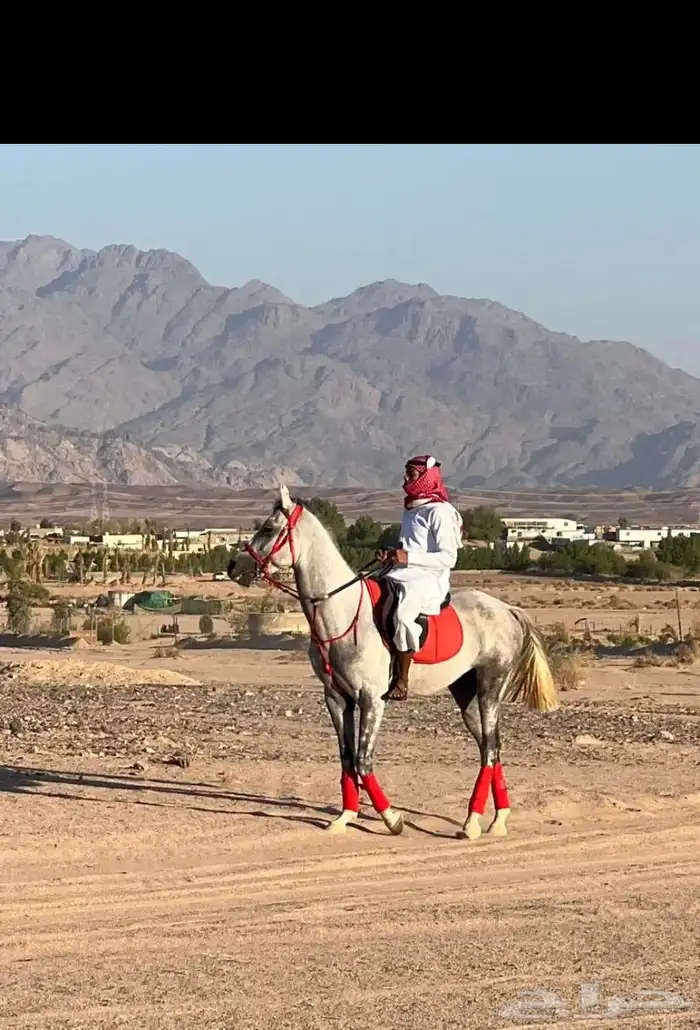 حصان شعبي (اقبل بدل ب غنم او قعود ) 0