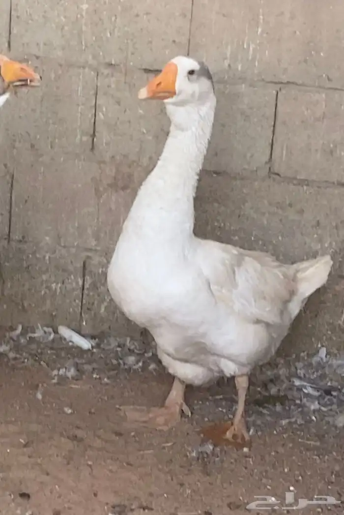 وز روسي اصير ولون نادر العمر 9 اشهر 1