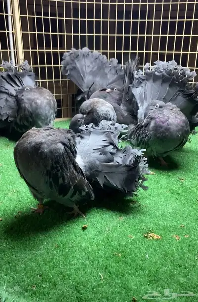 مجموعة فانتيل index