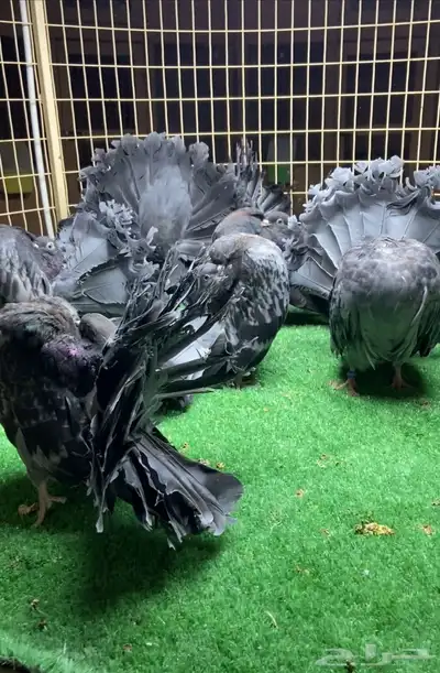 مجموعة فانتيل index