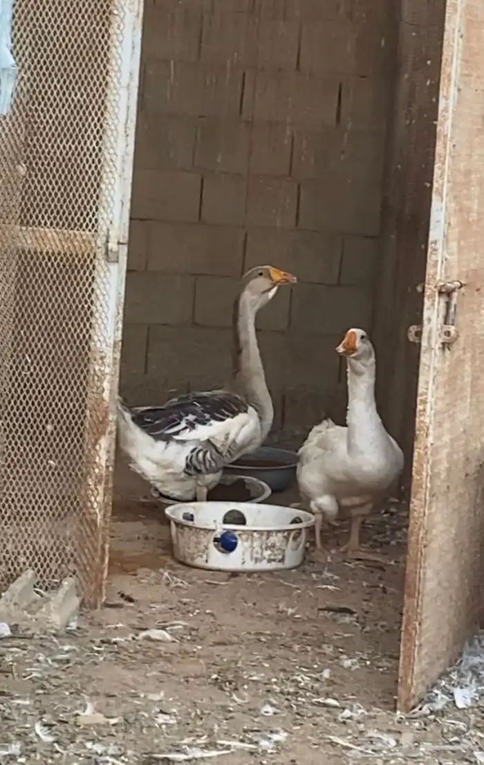 وز روسي اصير ولون نادر العمر 9 اشهر 5