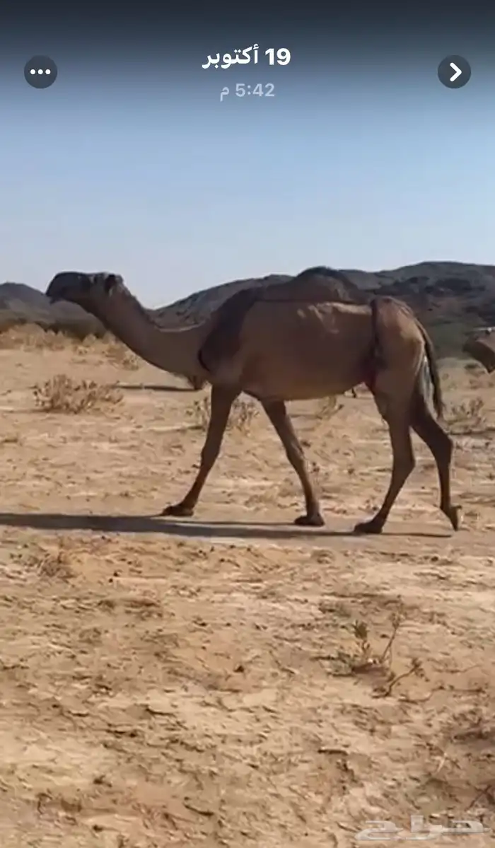 عشراء صفراء بداوه يدورها اهل البعارين 1