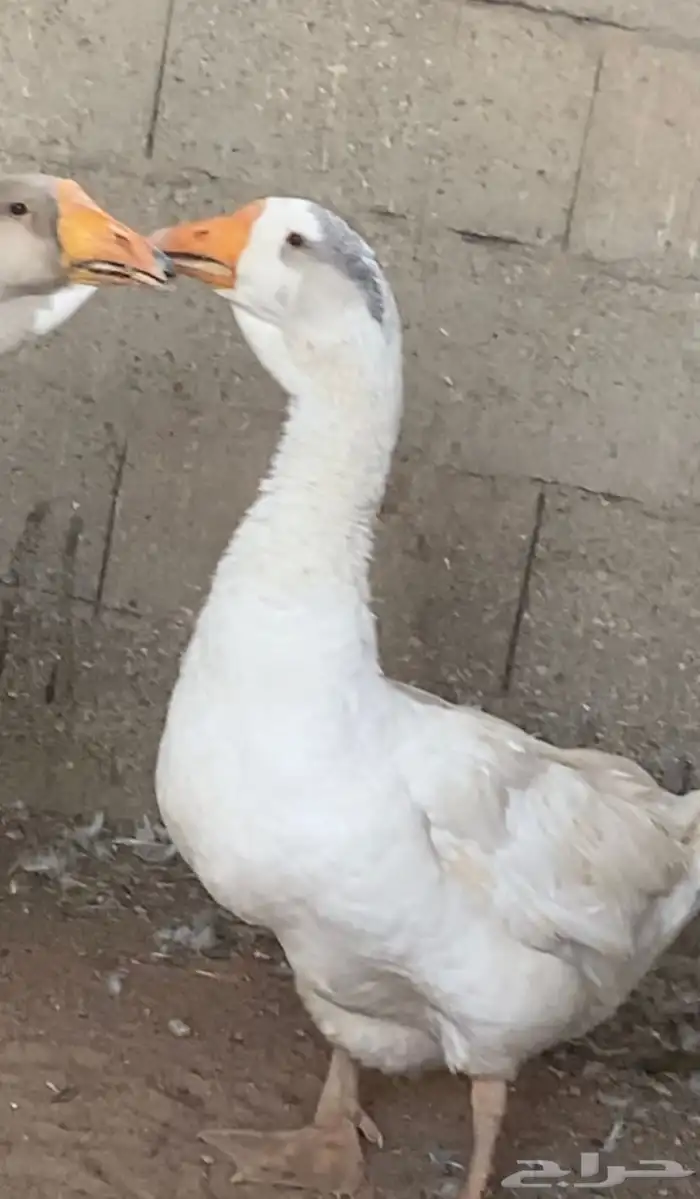 وز روسي اصير ولون نادر العمر 9 اشهر 6