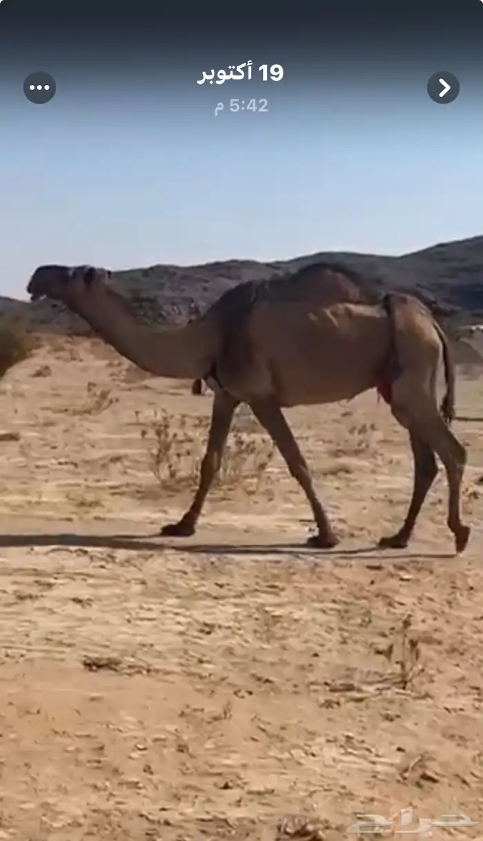 عشراء صفراء بداوه يدورها اهل البعارين 0