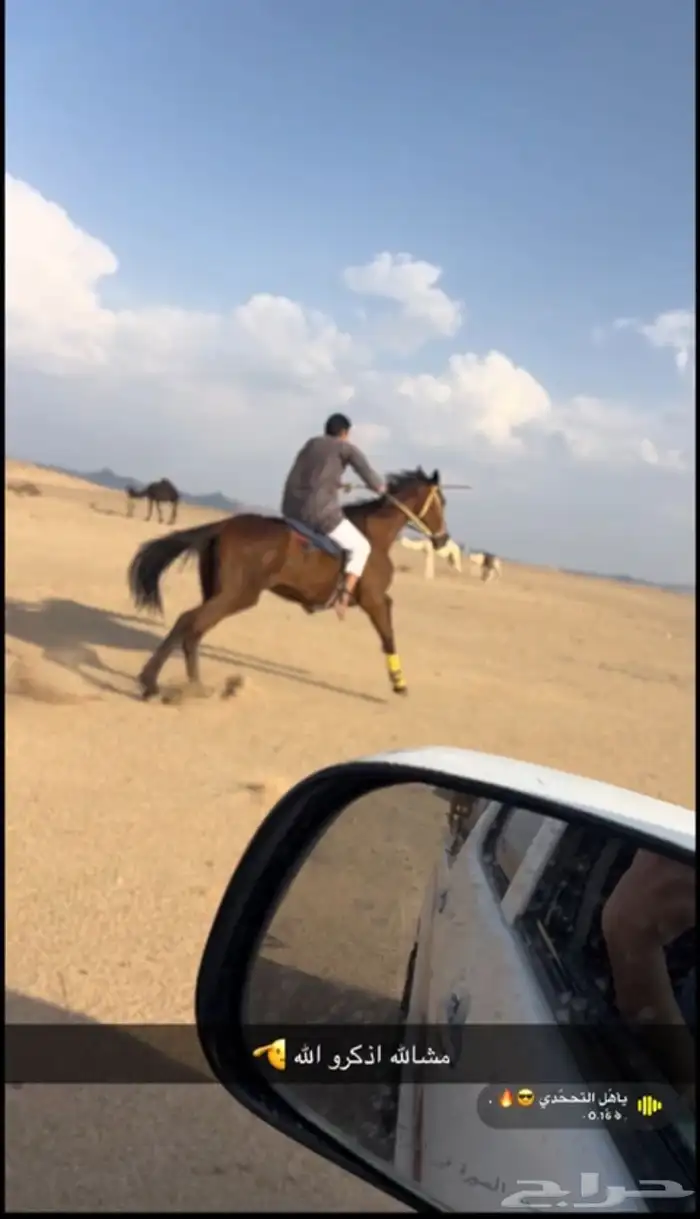 حصان نلقيزي 1