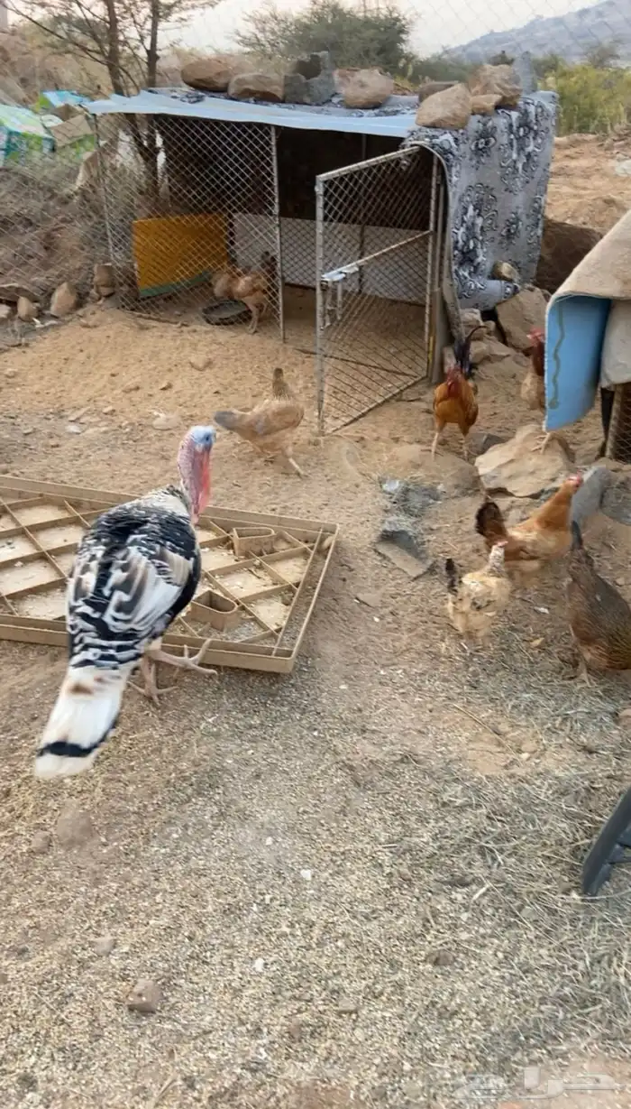 دجاج بلدي حضان ورومي للبيع 3