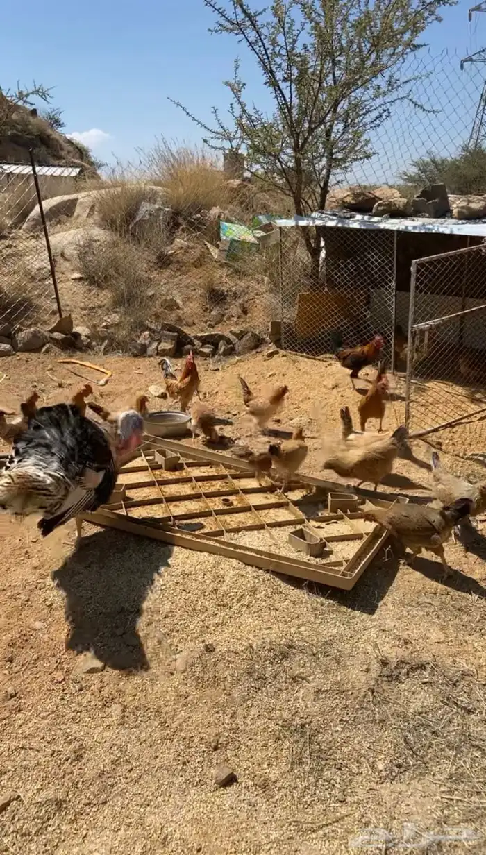 دجاج بلدي حضان ورومي للبيع 0