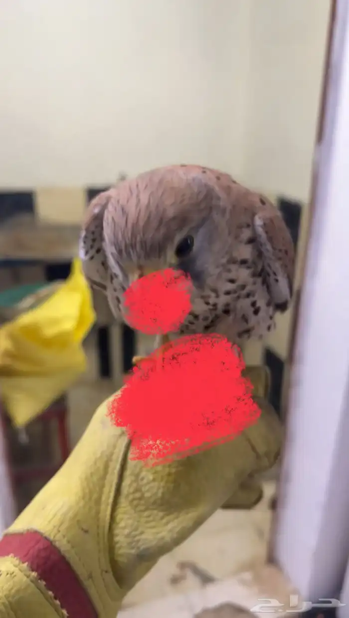 عرض لكم شبوط باشك ما شاء الله طير ينقز على أدس سليم البيع 1