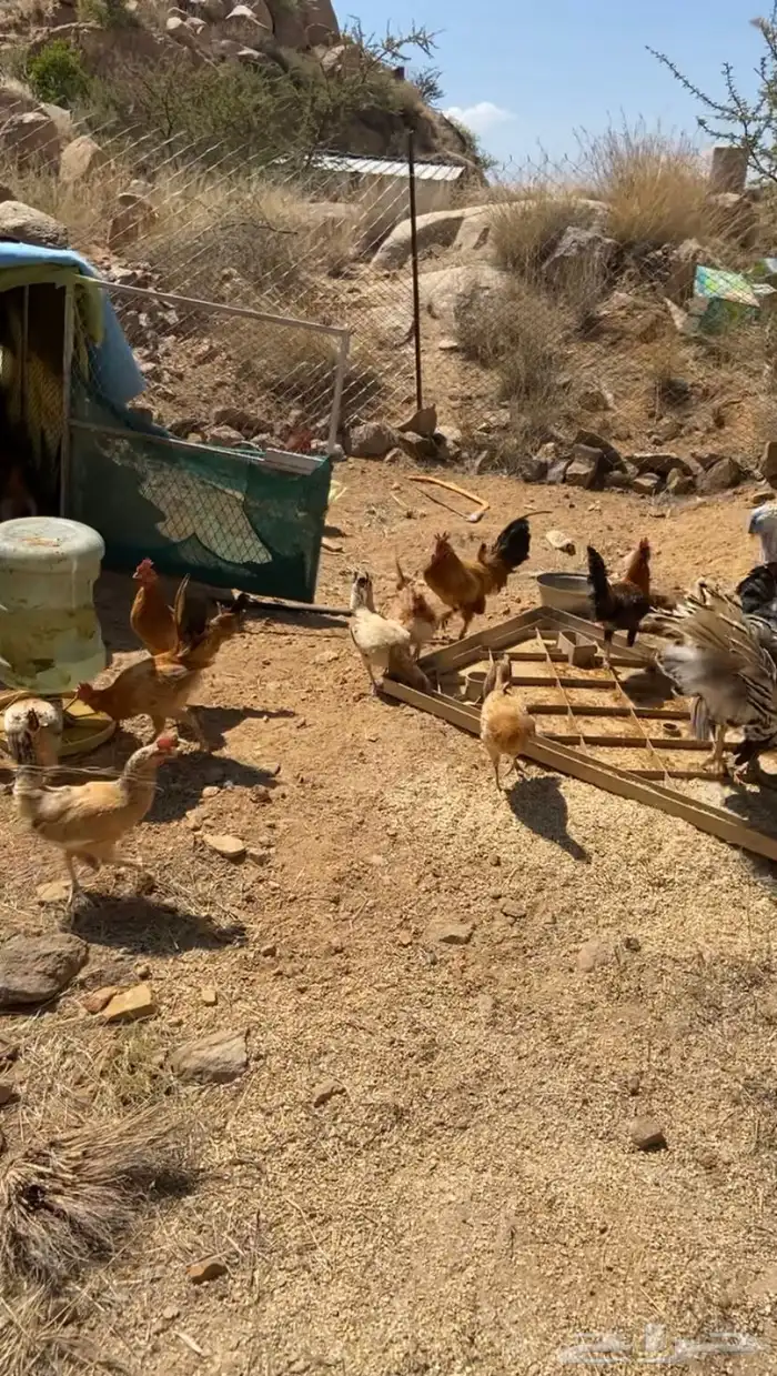 دجاج بلدي حضان ورومي للبيع 2