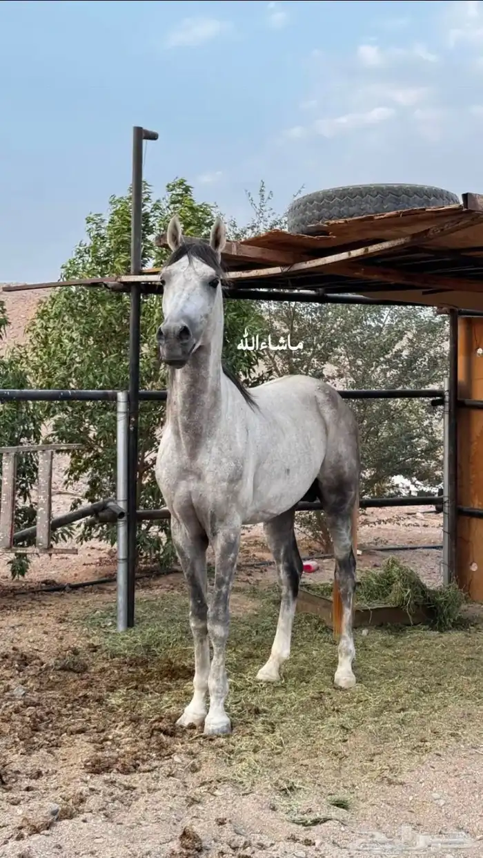 حصان شعبي (اقبل بدل ب غنم او قعود ) 2