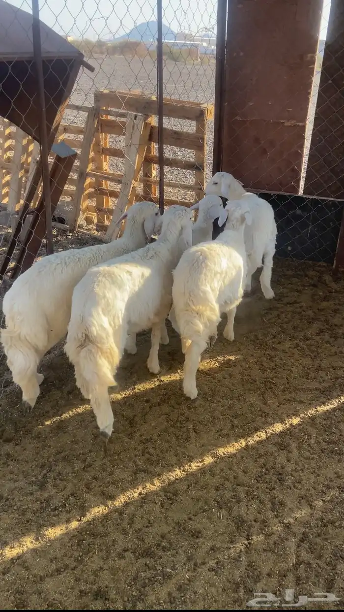 خرفان فل شحم. تم البيع 0