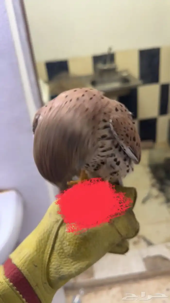عرض لكم شبوط باشك ما شاء الله طير ينقز على أدس سليم البيع 2
