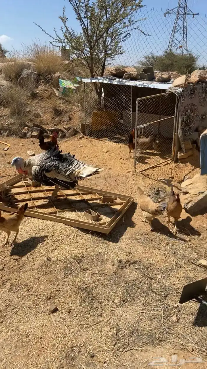 دجاج بلدي حضان ورومي للبيع 1