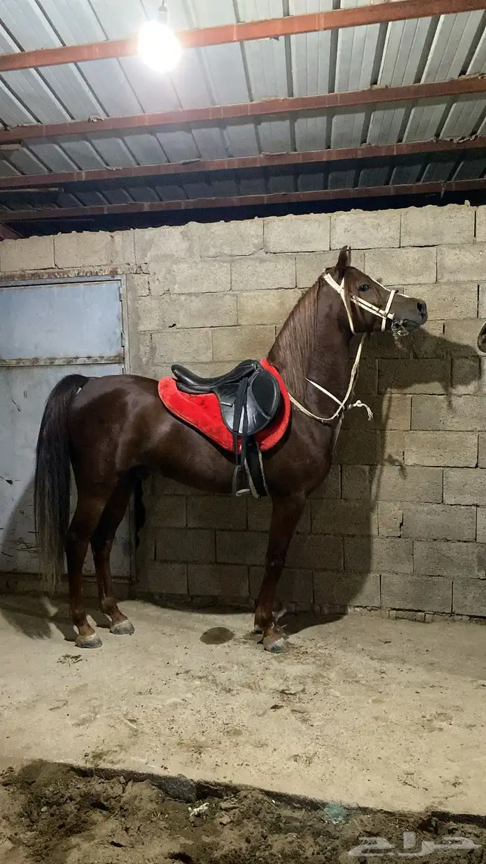 حصان شعبي كفو 0