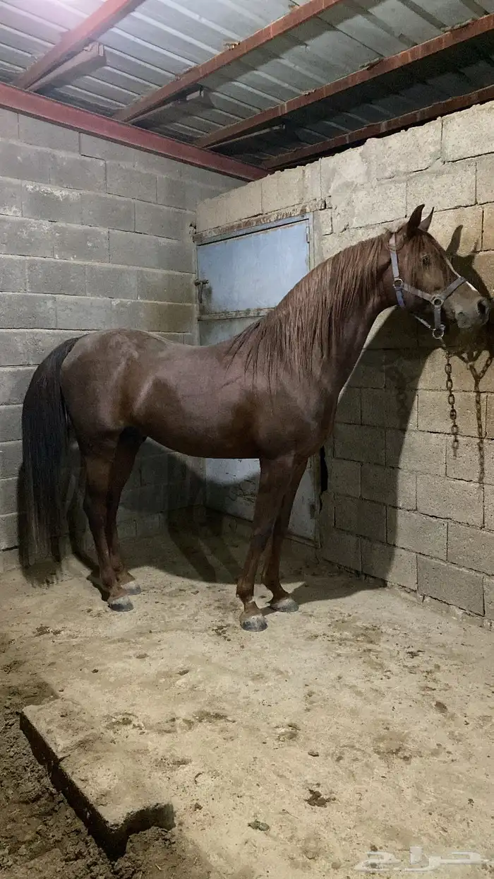 حصان شعبي كفو 1