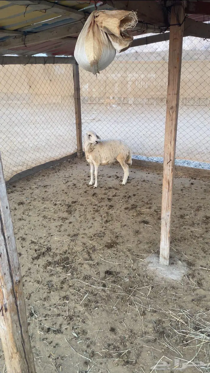 رخل حريه طيبه للذبح 0