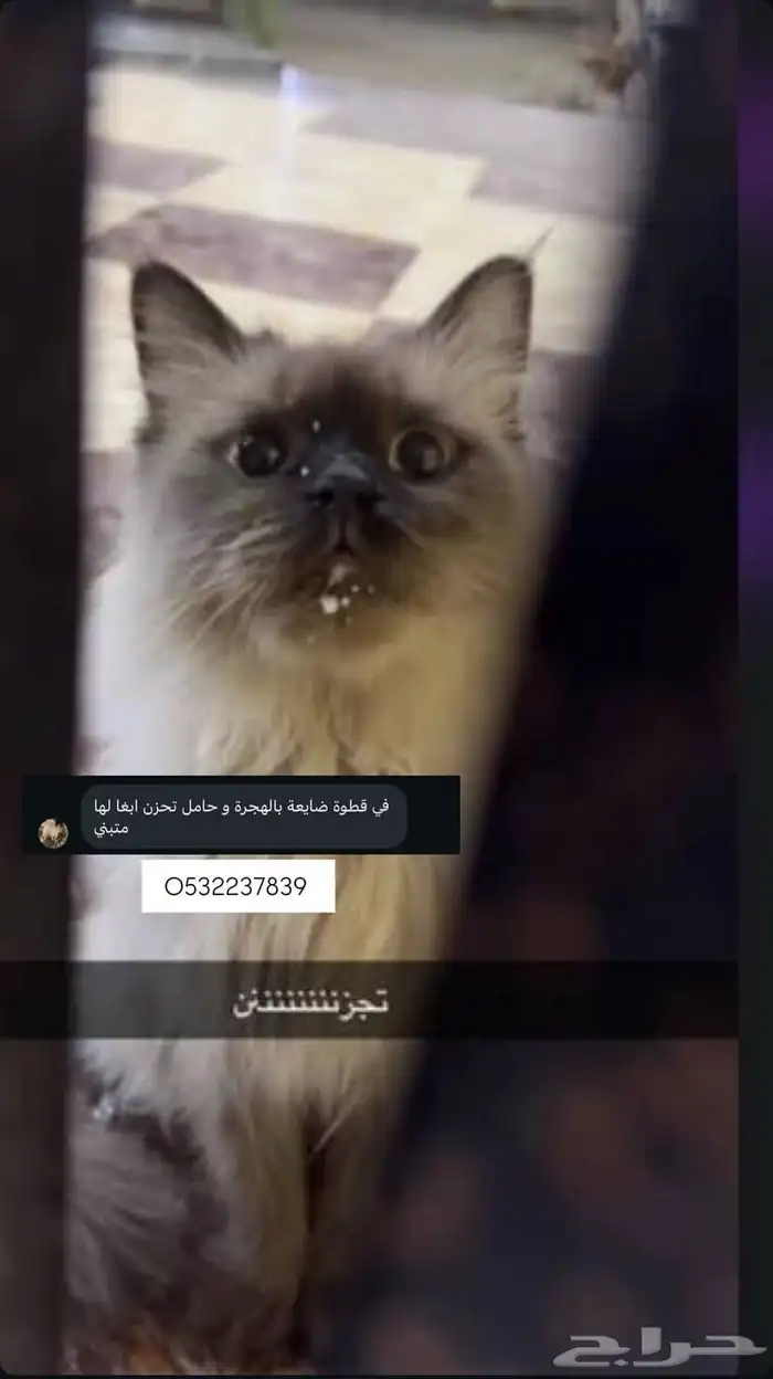 قطوة تبني حامل نوعها هيمالايا احتاج التواصل 0