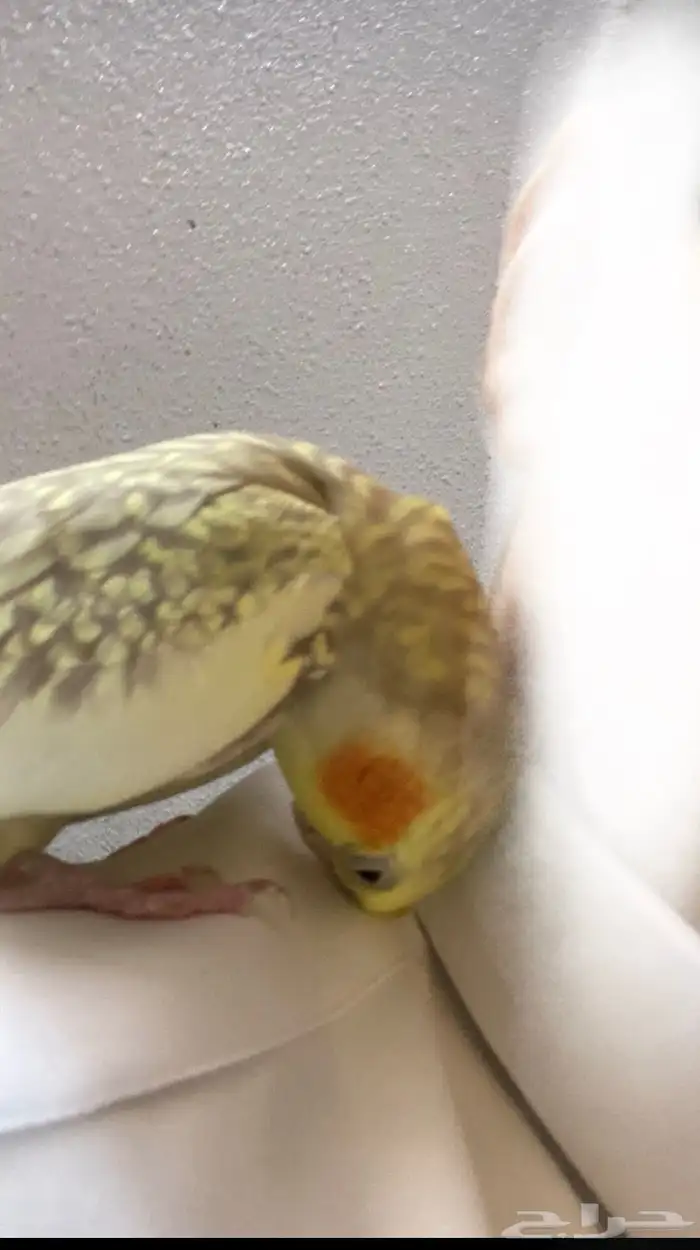 كروان فراشه للبيع 0