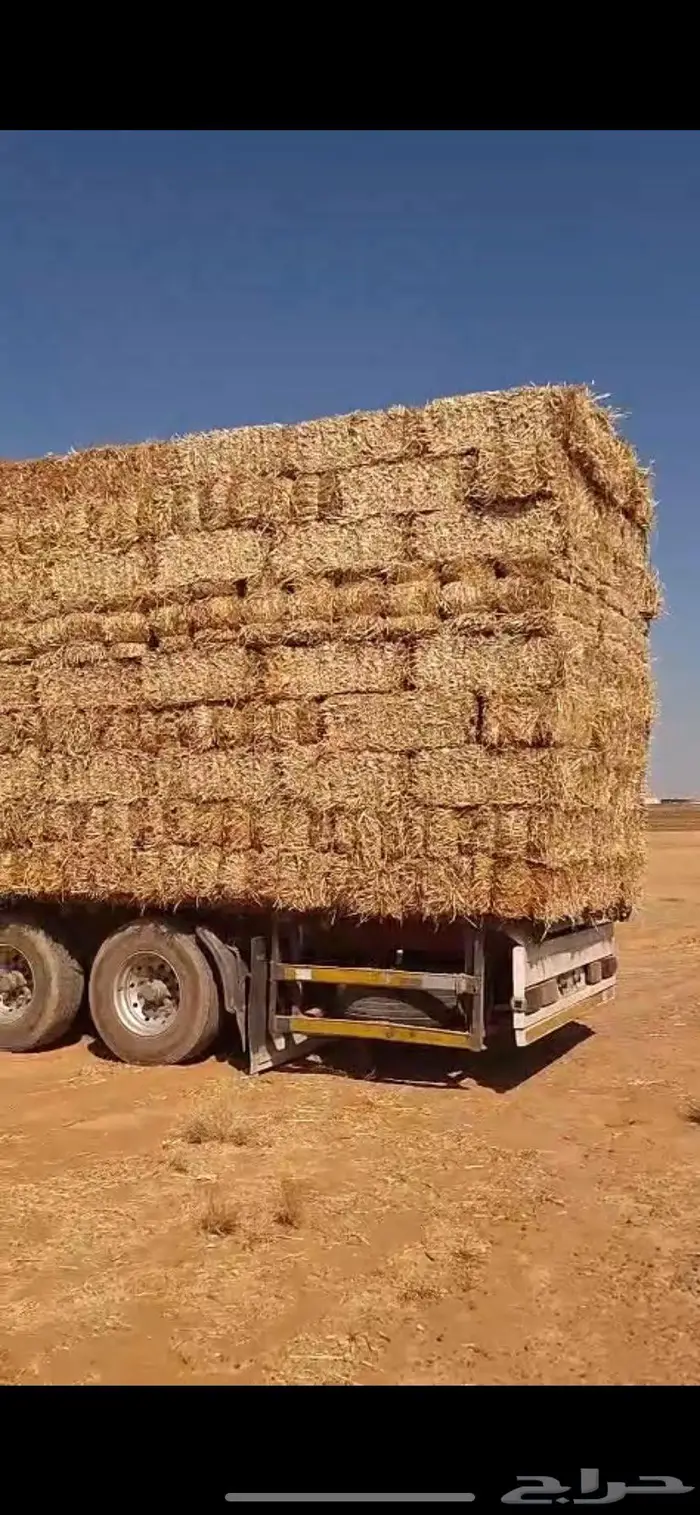 تبن قمح شد ممتاز 0